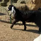 معزاء عوارض للبيع دفيع