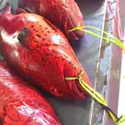 سمك بحري طازج الى بيتك