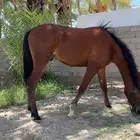 مهر للبيع العمر سنه وتسعه شهور