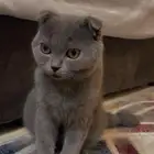 قط للبيع سكوتش فولد