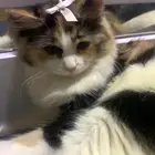 قطوة ضايعه