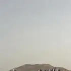 حمام العدد تقريبا 50 زوج - بلدي- باكستاني