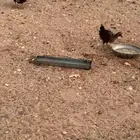 بط للبيع