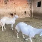 ( تم البيع ) 2 ضان للبيع