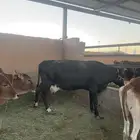 بقره القحه شرط