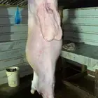 ذبايح نعيم حري سواكن شامل ذبح وتوصيل