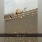 قعود كفو سنه حق