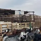 تيوس عوارض جادعان مخاصي