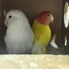 روز البينو لاتينو