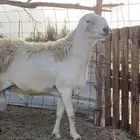فحل حري صنف مشروط