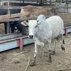 بقر بلدي منتوج