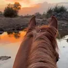 فرس للبيع