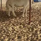 مشروع فحل من مراح البدر