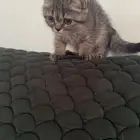 قطط للبيع ب 700