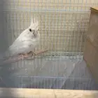 كروان للبيع البينو ابيض