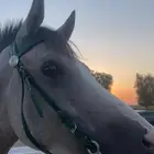 حصان مكس بين وهو و شعبي العمر 2وشهرين الأب م الأم م