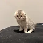 انتاج سكوتش مستوى عالي بسعر مميز