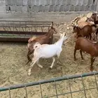 ماعز تيوس