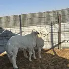 بهم حري للبيع