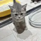 للبيع قطط سكواتش