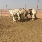 حشو مفاريد