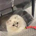 للتبني أنثى هملايا بريتش