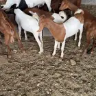 تيوس للبيع