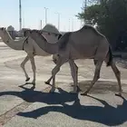 قعود على بعير الشلوه الباتلي