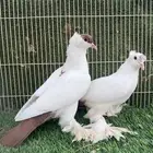 جوز بوالين