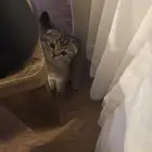 قط سكوتش فولد