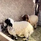 خرفان طيبات