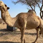 جمل اشعل منتج