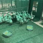 العوالي الحسنيه