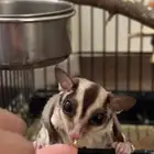 شوقر قلايدر (سنجاب طائر)