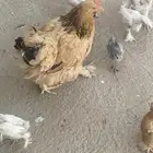 دجاجة براهمة مع صيصانها