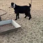 تيس جذع مخصي فل شحم