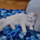 للبيع بسه شيرازيه اليفه اوراقها ضايعه تركوها اصحابها وسافرو