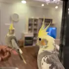 عصفور كروان للبيع