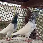 اجوز باكستاني بيور.