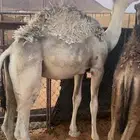 قعود لباني (( تم البيع ))