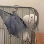 روز جوز لي البيع