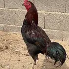 ديك بكستاني مشروط من الضيوم وكل شي