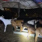 جذعان رجال المع تيوس غنم