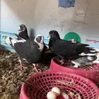 للبيع حمام قطايف
