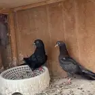 يوجد طبات قطيفي و بكستاني شرط والصوره قدامكم
