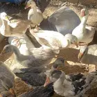 بط للبيع على سوم