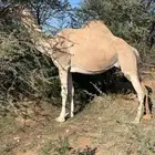 خمس من البل للبيع خلفه 4 لقحات