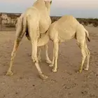 قعود عمره 7 شهور لباني ماشاءالله تبارك الرحمن