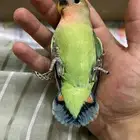 طيور روز اليفه