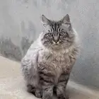 اسد للتبني